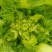 儿菜子孙菜母子菜抱儿菜大批量上市品质保证