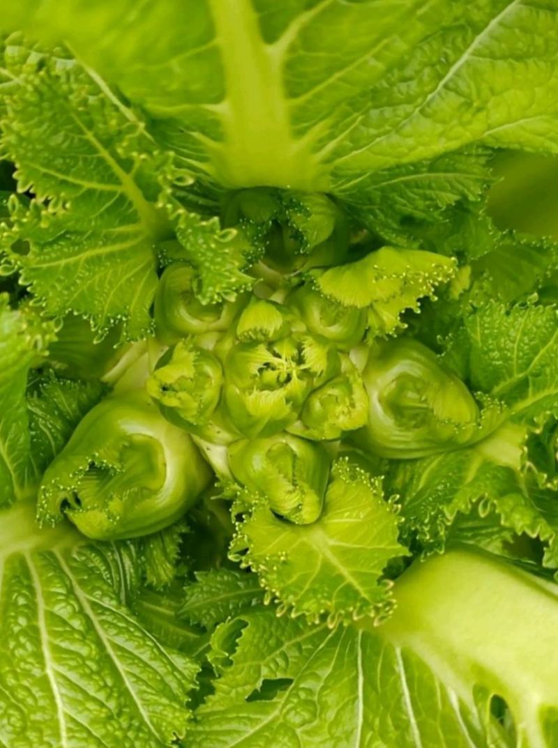 儿菜子孙菜母子菜抱儿菜大批量上市品质保证