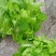 儿菜子孙菜母子菜抱儿菜大批量上市品质保证