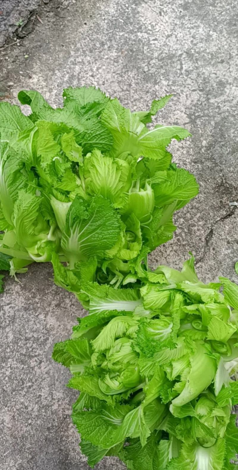 儿菜子孙菜母子菜抱儿菜大批量上市品质保证