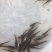 优选巴沙鱼苗越南巴沙鱼苗好养快大技术指导全国配送