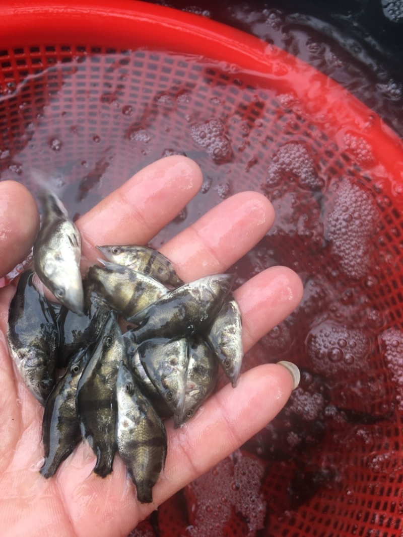 优选翘嘴桂花桂花鱼苗鳜鱼苗量大从优技术指导全国配送
