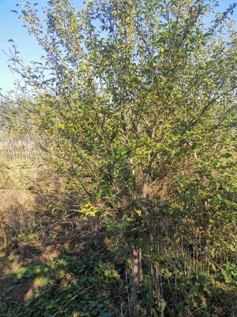 7-8公分木槿，独杆木槿，基地常年供应，品质好，货源充足