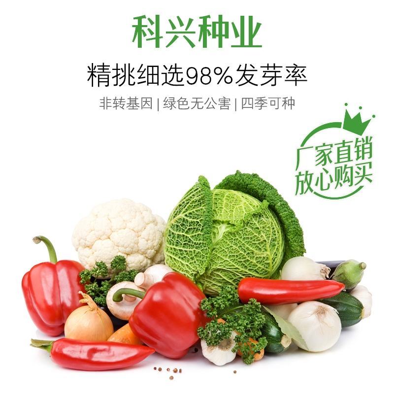 【包邮】早熟小叶长豇豆种子淡绿色豇豆种子商品性佳