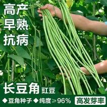 【包邮】早熟小叶长豇豆种子淡绿色豇豆种子商品性佳