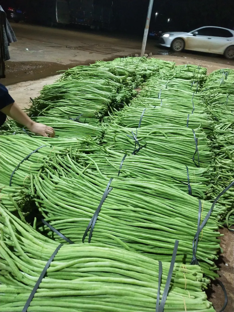 【热销】广东徐闻精品长豆角，产地直发，全国供应，精选好货