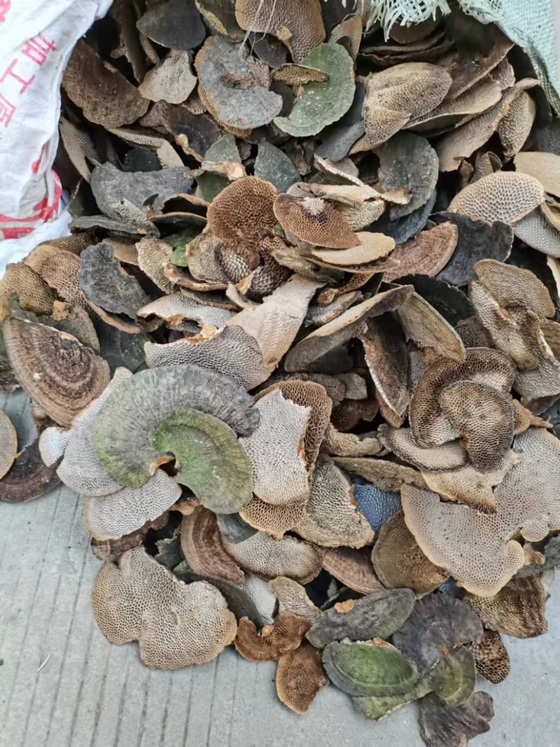 蜂窝灵芝