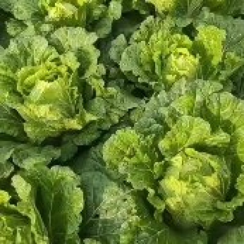 青杂三号白菜，八到九成成熟度，正是走市场，进冷库的最佳时