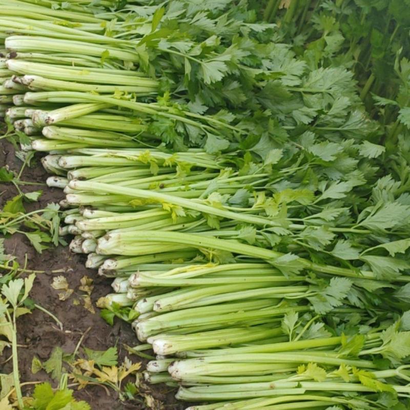 山东诸城精品芹菜大量上市了，