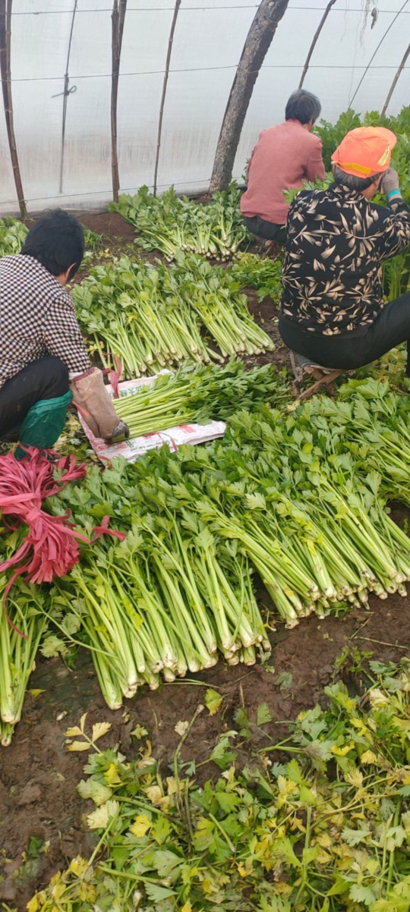 山东诸城精品芹菜大量上市了，