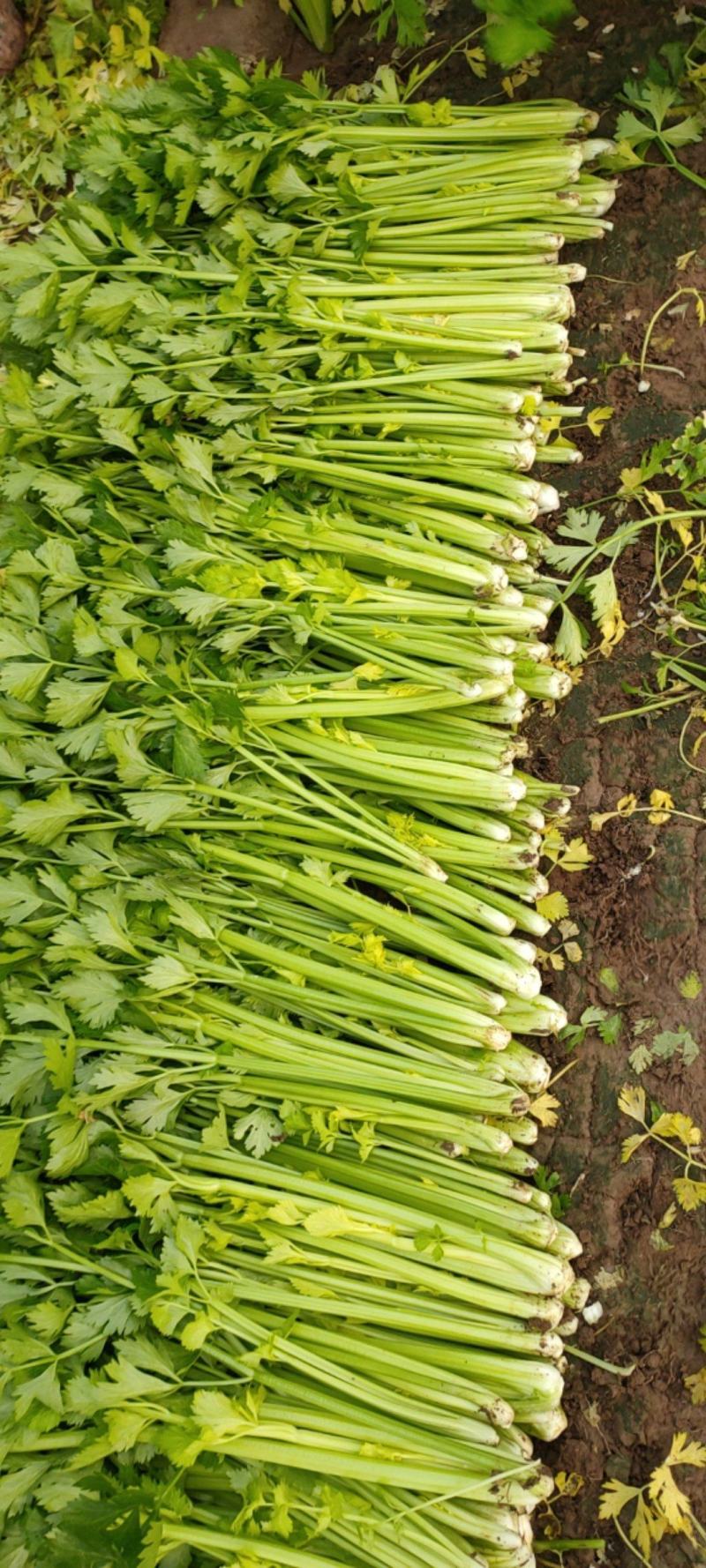 山东诸城精品芹菜大量上市了，