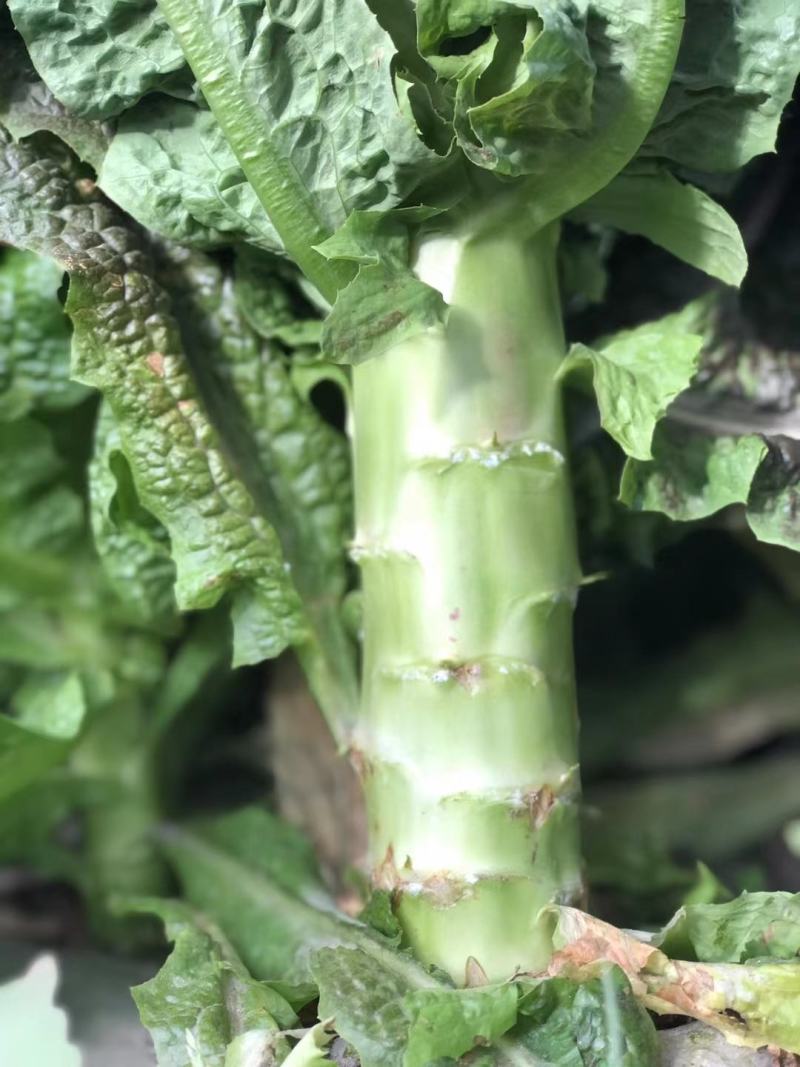 云南大理莴笋，有机菜，杆子绿，粗度均匀，支持全国发货！