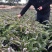 云南大理莴笋，有机菜，杆子绿，粗度均匀，支持全国发货！