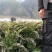 云南大理莴笋，有机菜，杆子绿，粗度均匀，支持全国发货！