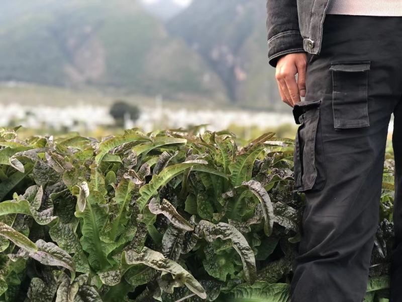 云南大理莴笋，有机菜，杆子绿，粗度均匀，支持全国发货！
