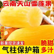 【热销】雪莲果云南天山现挖雪莲果新鲜黄心水果一件代发包邮