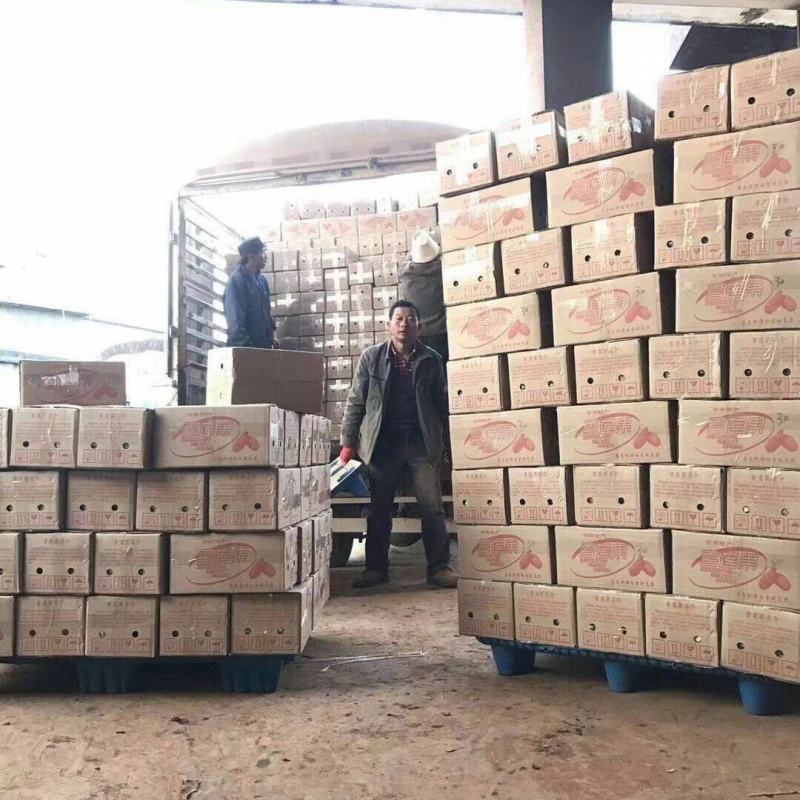 【热销】雪莲果云南天山现挖雪莲果新鲜黄心水果一件代发包邮