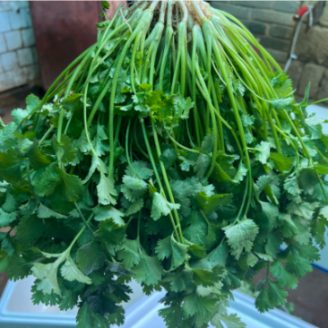 云南精品香菜，黑土红土都有代收