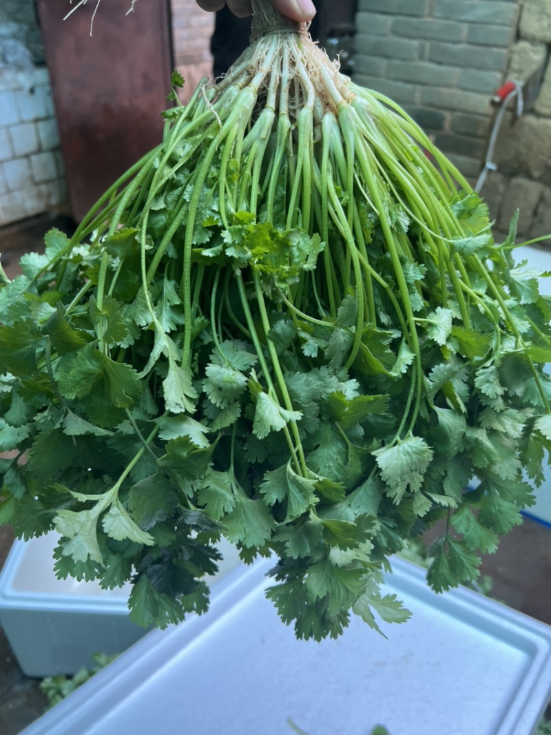 云南精品香菜，黑土红土都有代收
