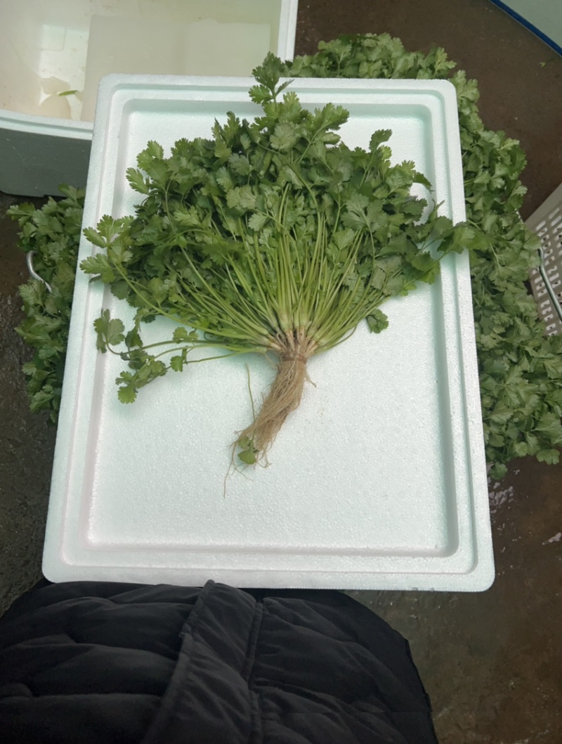 云南精品香菜，黑土红土都有代收