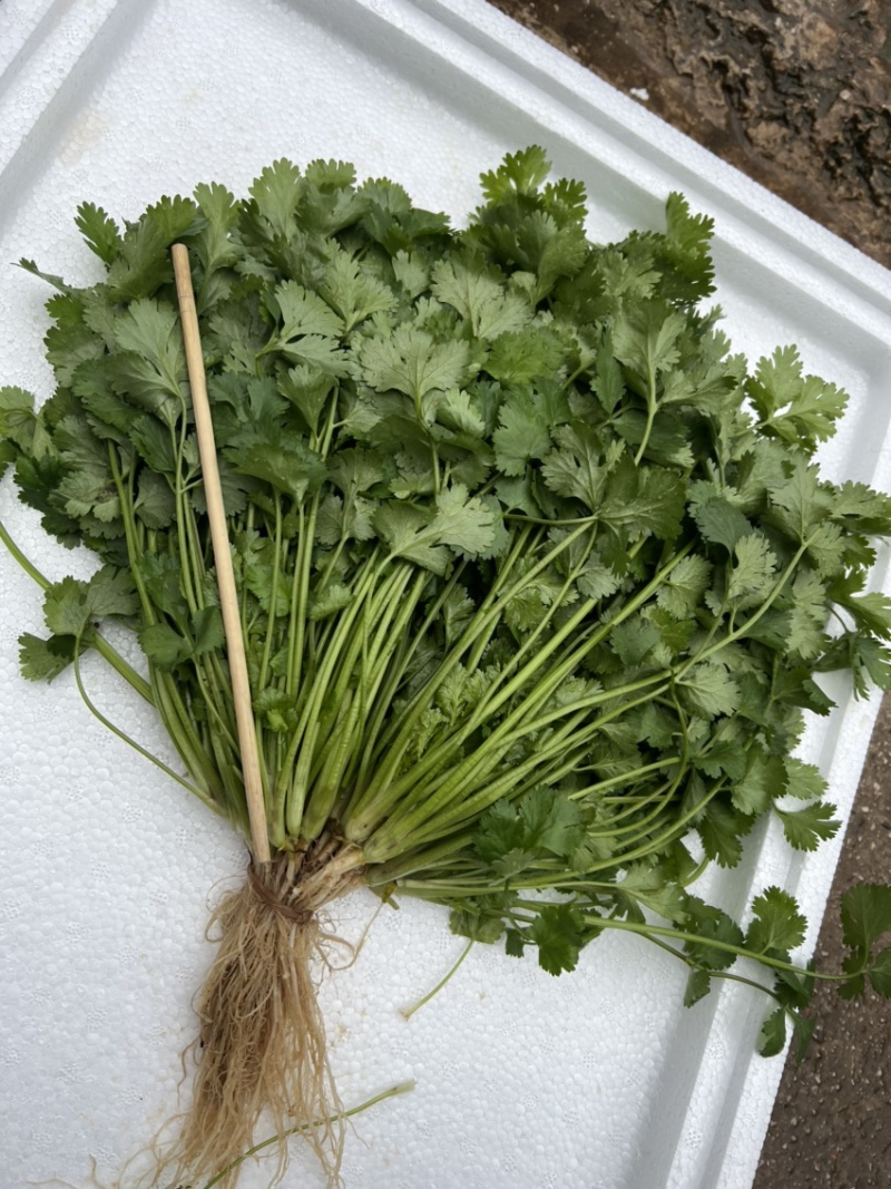 云南精品香菜，黑土红土都有代收