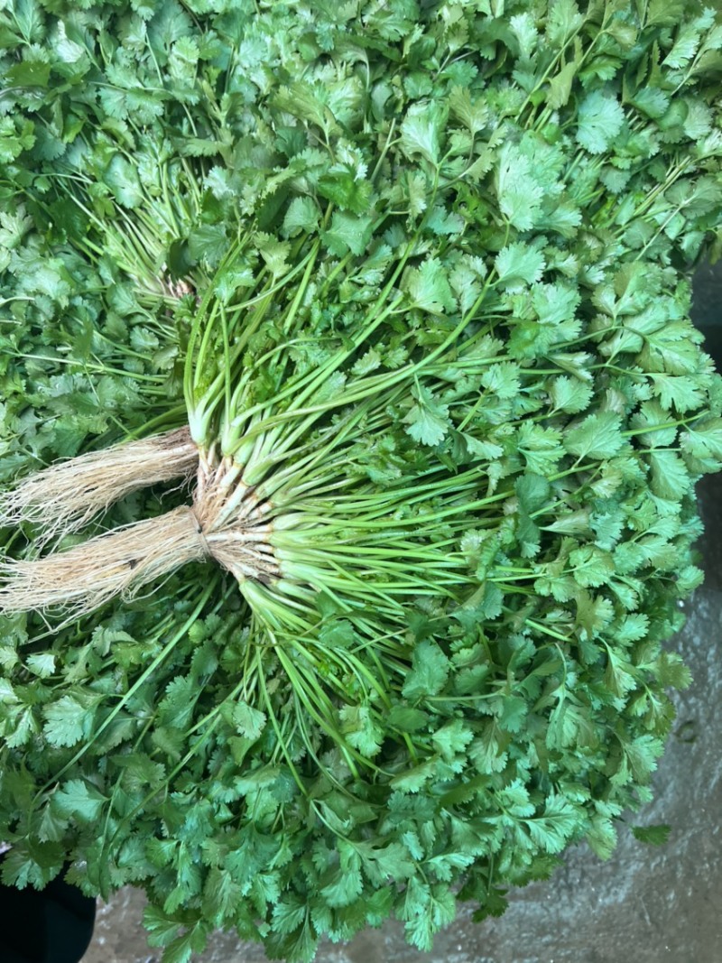 云南精品香菜，黑土红土都有代收