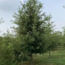 柳叶栎，2公分到18！基地大量供应大小规格柳叶栎，