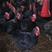 黑鸡，均重4斤左右，南宁货，毛靓健康