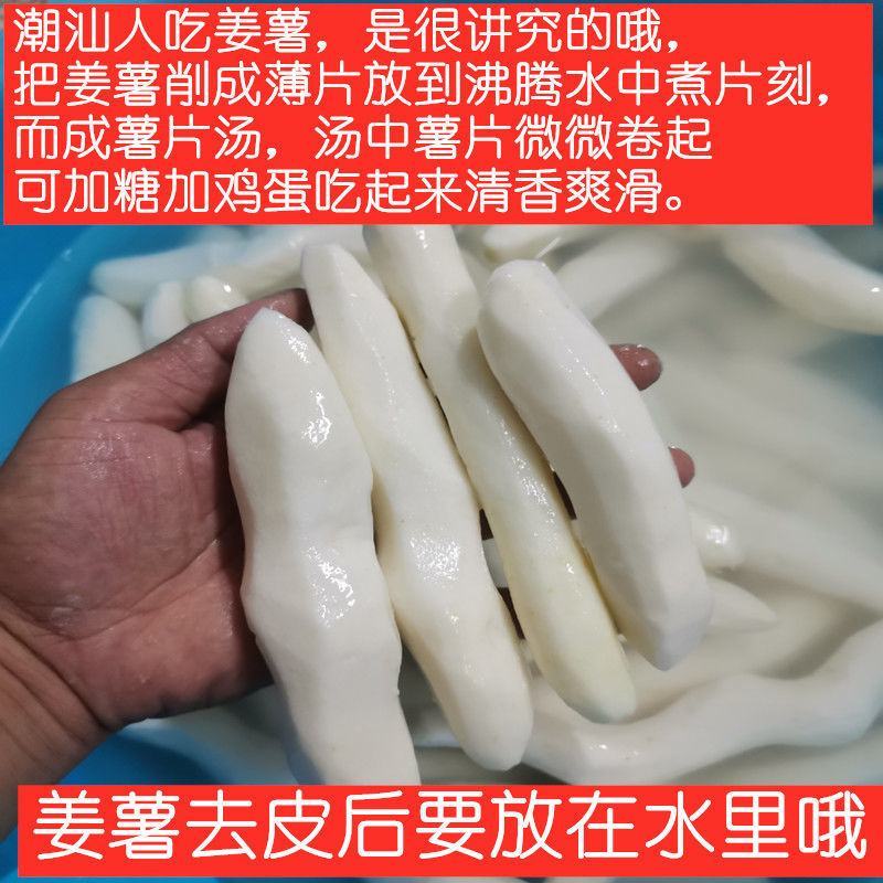 大溪新鲜姜薯潮汕特产姜茨薯现挖农家自种作甜品清爽滑口包邮