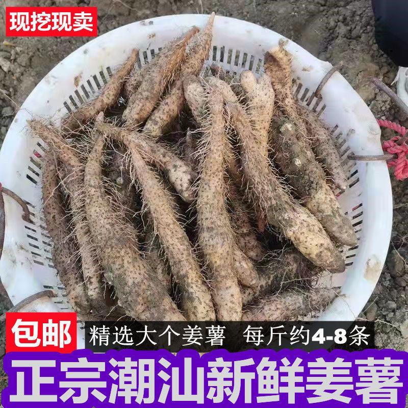 大溪新鲜姜薯潮汕特产姜茨薯现挖农家自种作甜品清爽滑口包邮