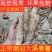 大溪新鲜姜薯潮汕特产姜茨薯现挖农家自种作甜品清爽滑口包邮