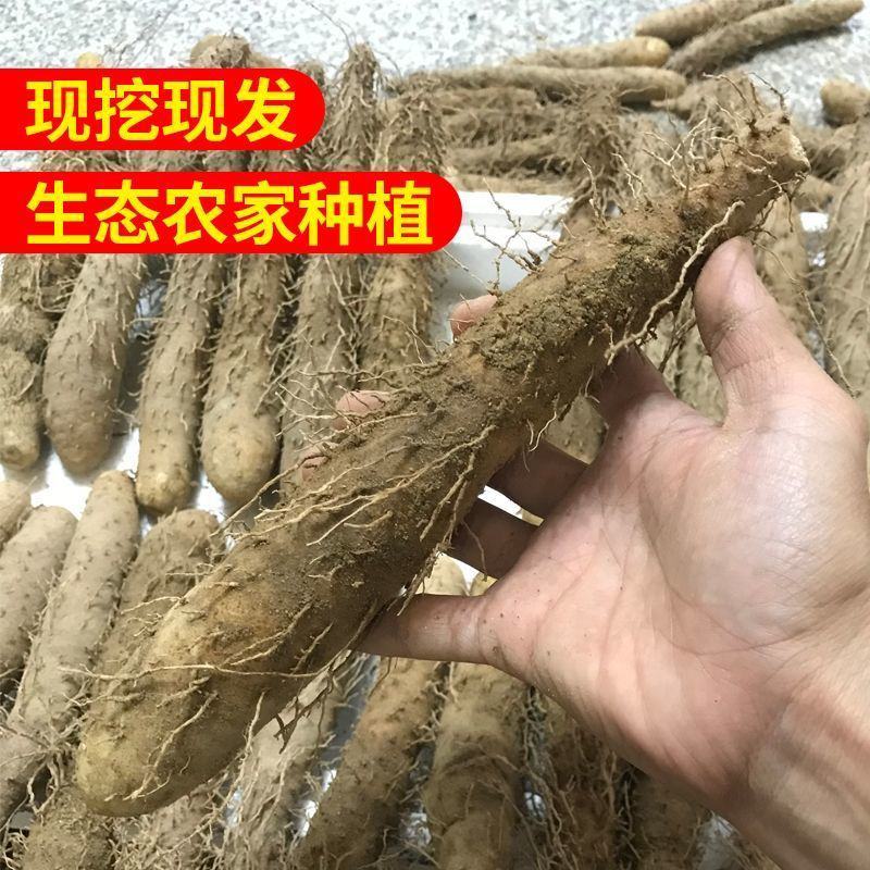 大溪新鲜姜薯潮汕特产姜茨薯现挖农家自种作甜品清爽滑口包邮