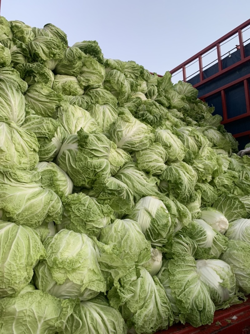 【精选秦白】秦白2号白菜产地直供需要联系4-6斤