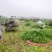 【优选】2024年新鲜荠菜，原产地货源充足，现挖现发货