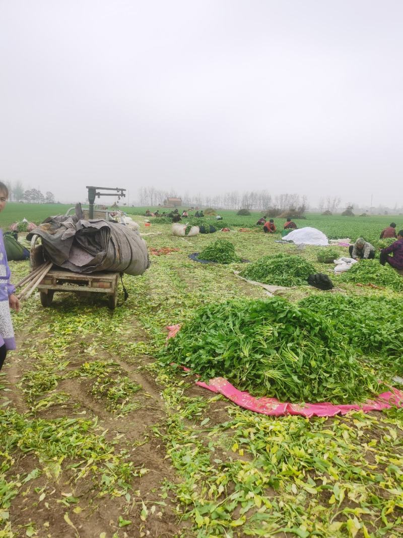 【优选】2024年新鲜荠菜，原产地货源充足，现挖现发货