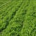 【优选】2024年新鲜荠菜，原产地货源充足，现挖现发货