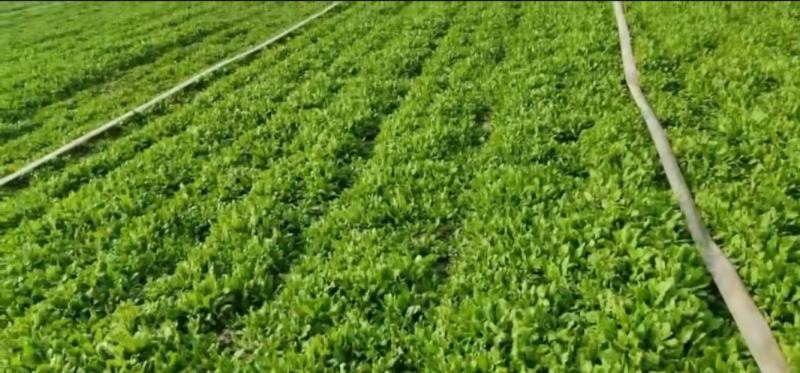 【优选】2024年新鲜荠菜，原产地货源充足，现挖现发货
