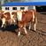 西门塔尔牛犊免费上门提供养殖技术包运输