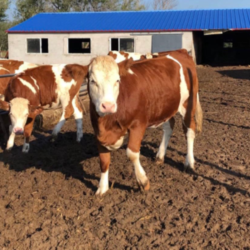 西门塔尔牛犊免费提供养殖技术包运输送货上门