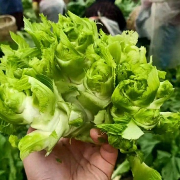 重庆儿菜一手货源批发产地直供量大优惠全国发货！