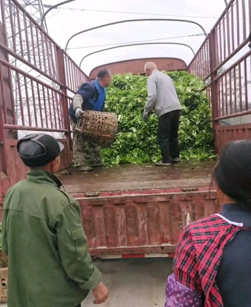 重庆儿菜一手货源批发产地直供量大优惠全国发货！