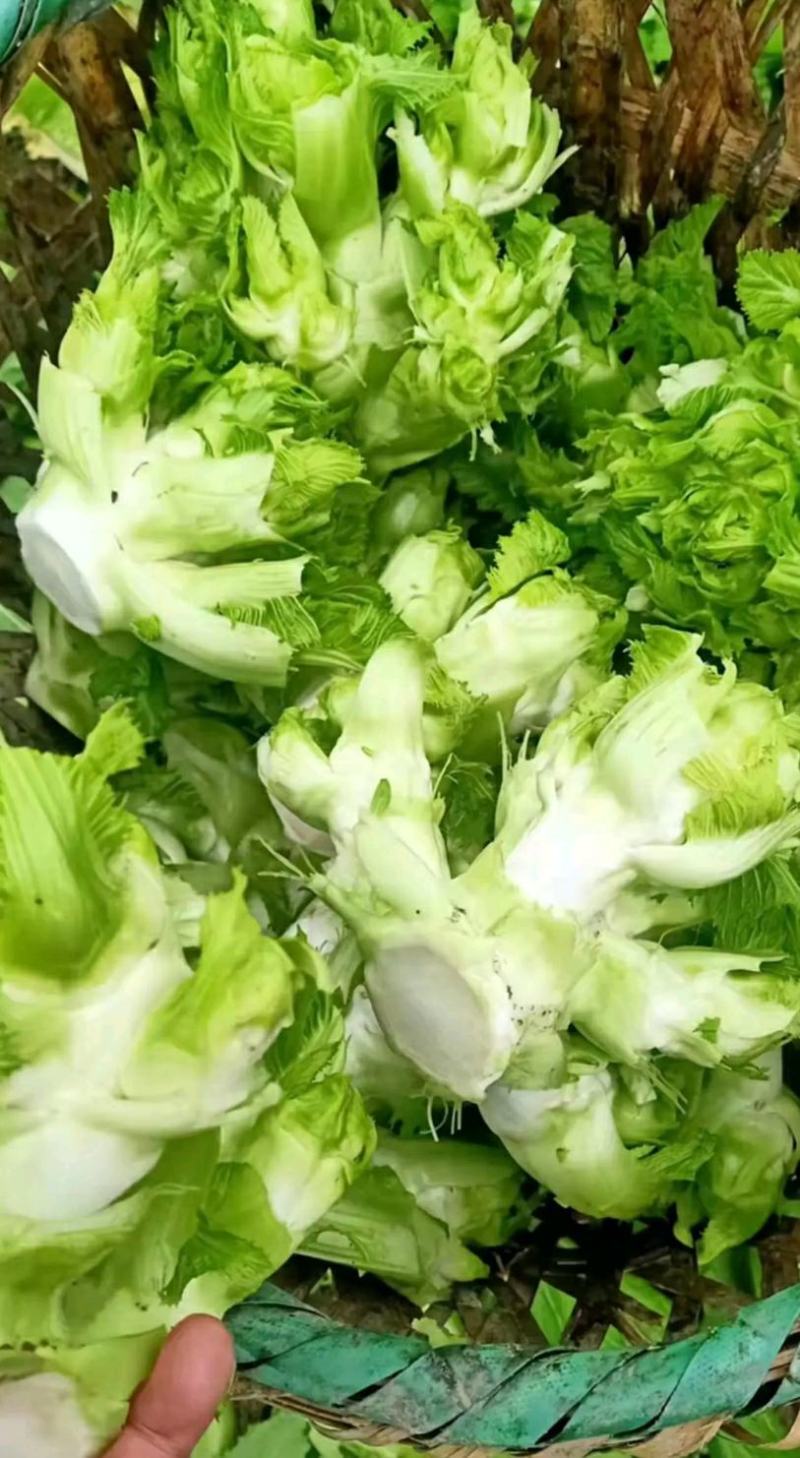 重庆儿菜一手货源批发产地直供量大优惠全国发货！