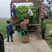 重庆儿菜一手货源批发产地直供量大优惠全国发货！