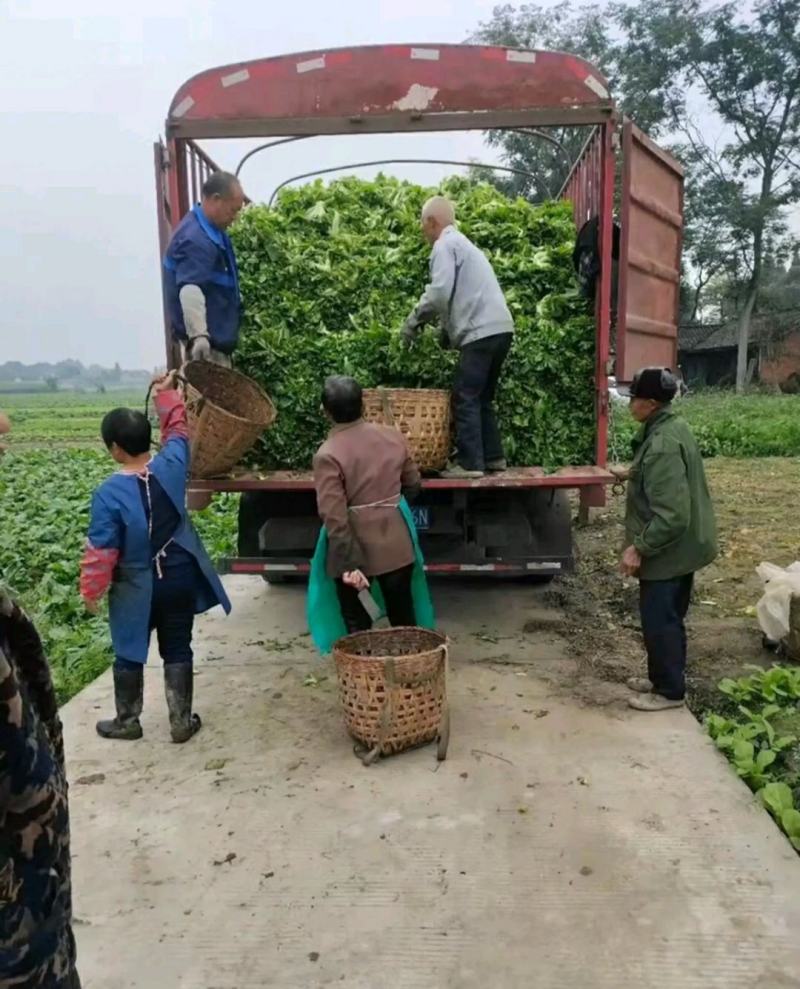 重庆儿菜一手货源批发产地直供量大优惠全国发货！