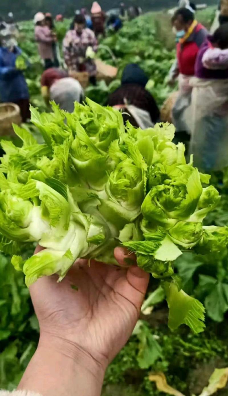 重庆儿菜一手货源批发产地直供量大优惠全国发货！