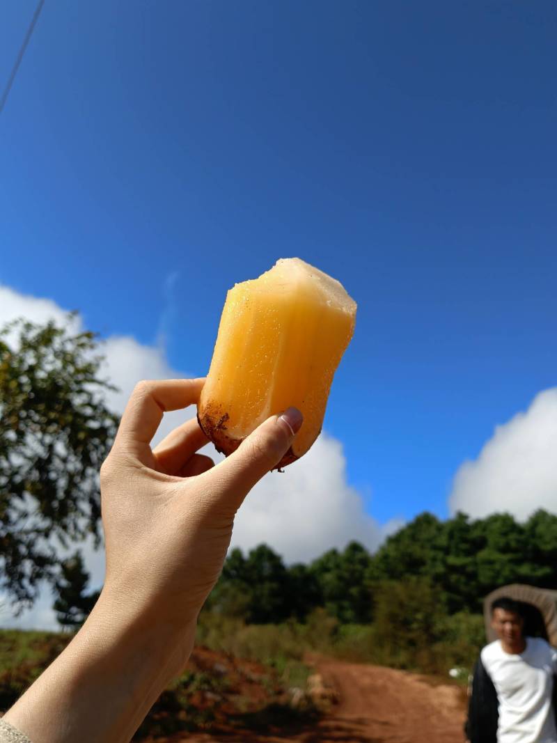 云南雪莲果一件代发雪莲果一件代发雪莲果社群团购