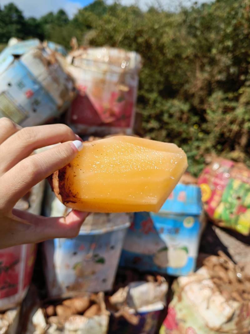云南雪莲果一件代发雪莲果一件代发雪莲果社群团购