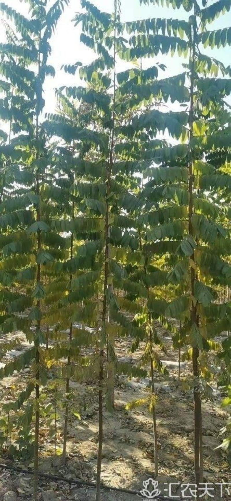 洋槐树，米径6公分刺槐，清地出售，1-12公分货源充足