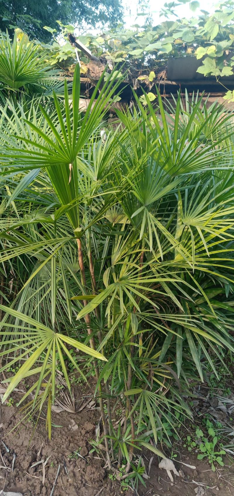 细叶棕竹，量大，自家苗圃的货，规格大小齐全，量大从优。