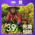 金桔树脆蜜金钱橘子树金橘盆栽地栽南北方种植大果金橘脆果